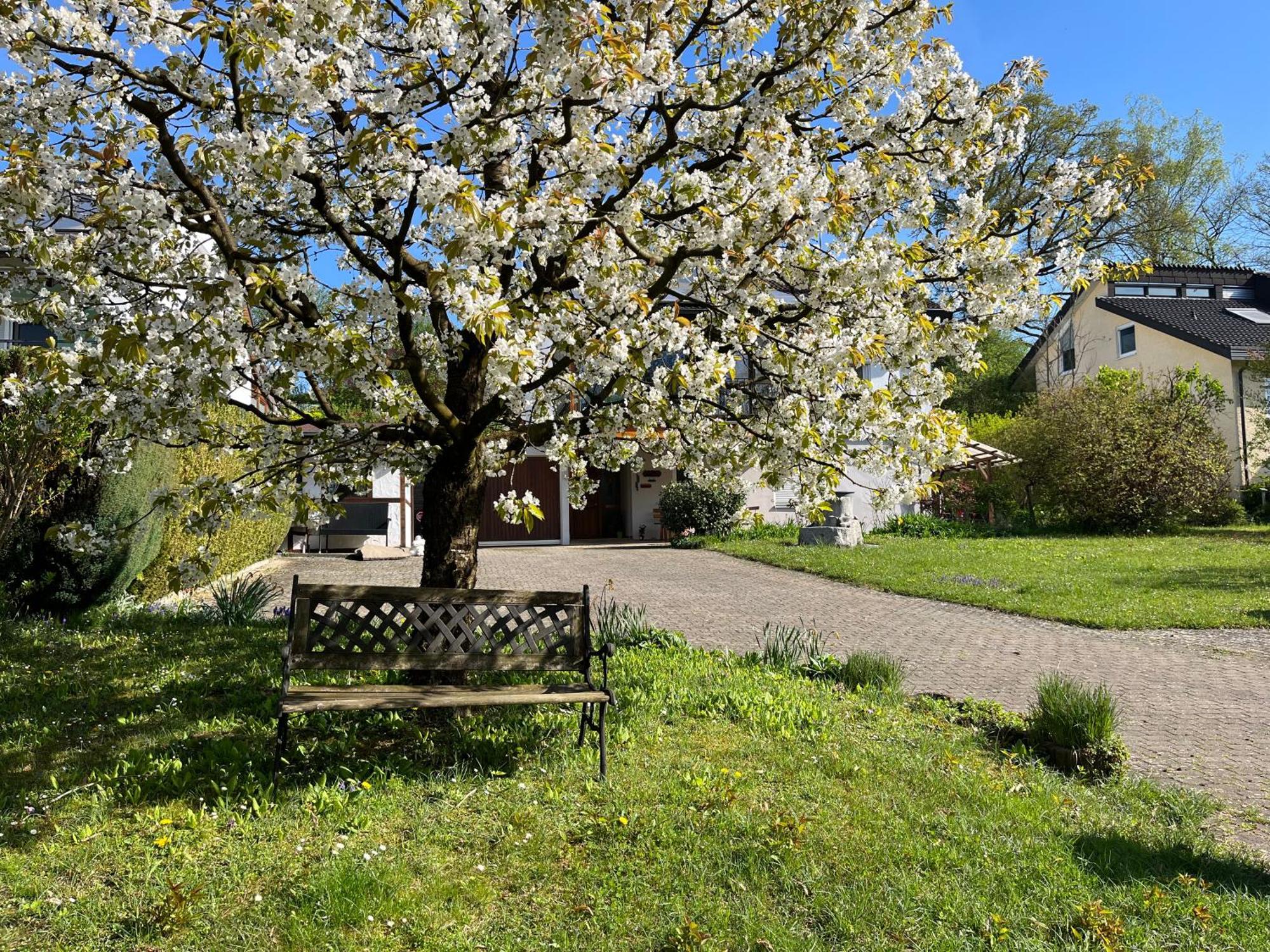Ferienwohnung Am Kirschbaum Uhldingen-Mühlhofen Dış mekan fotoğraf